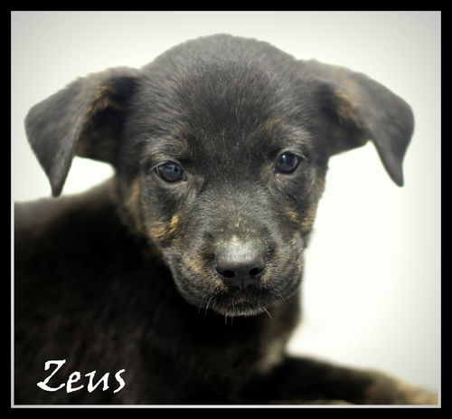 Zeus