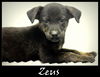 Zeus