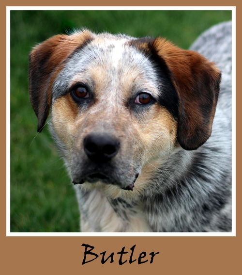 Butler