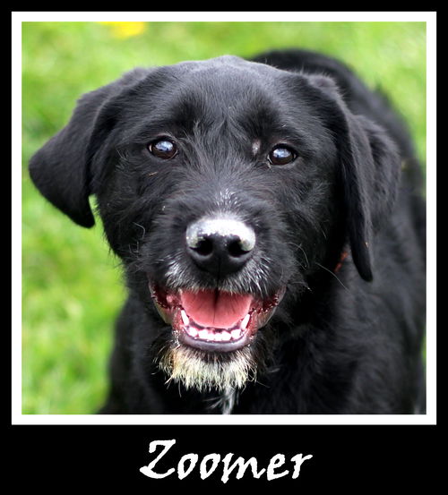 Zoomer