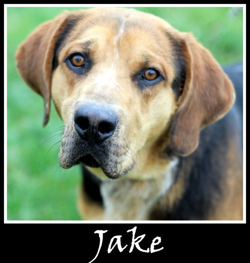 Jake