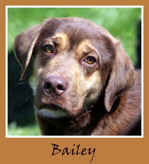 Bailey