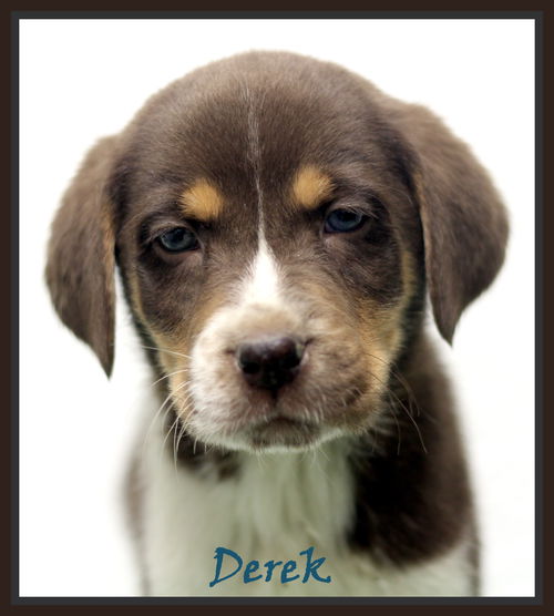 Derek