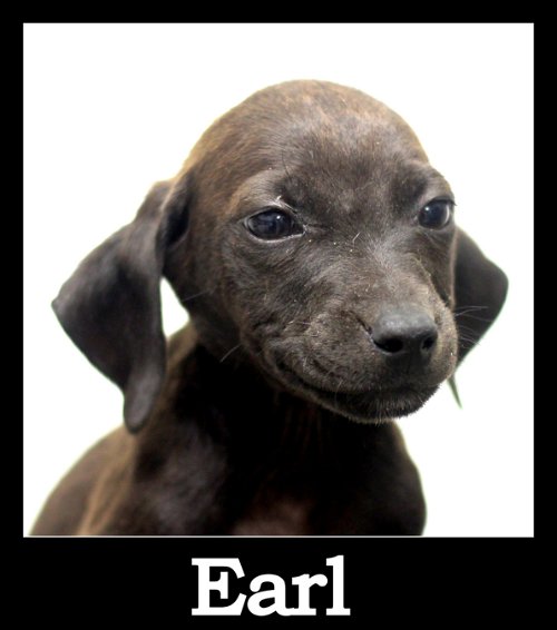 Earl