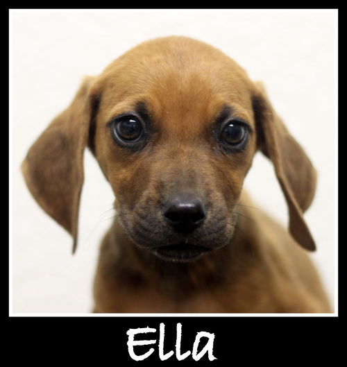 Ella