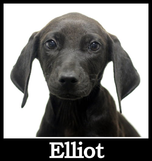 Elliot