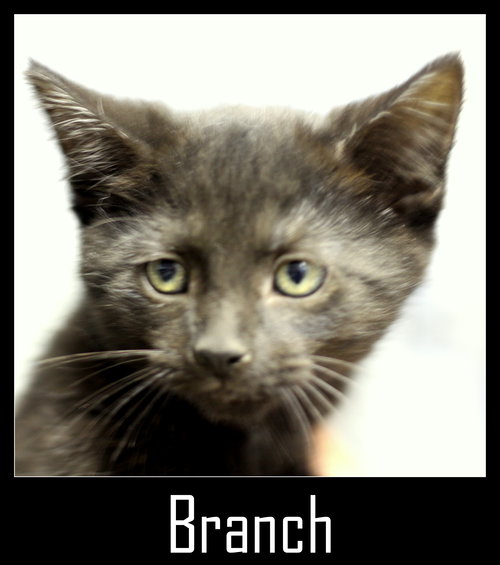 Branch