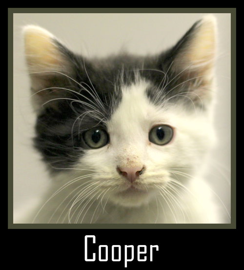Cooper