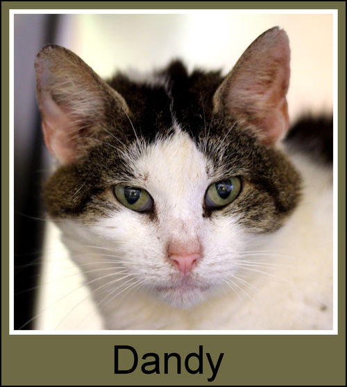 Dandy
