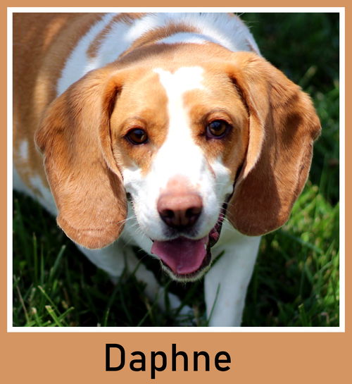 Daphne