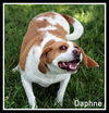 Daphne