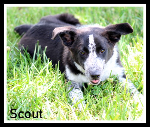 Scout