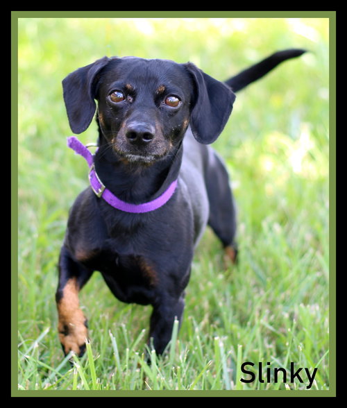 Slinky