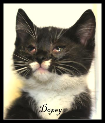 Dopey
