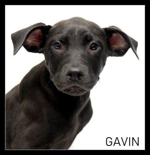 Gavin