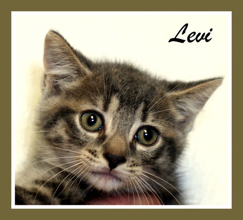 Levi