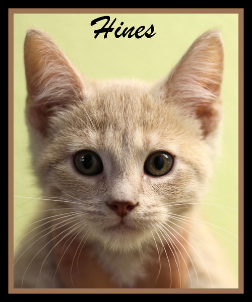 Hines