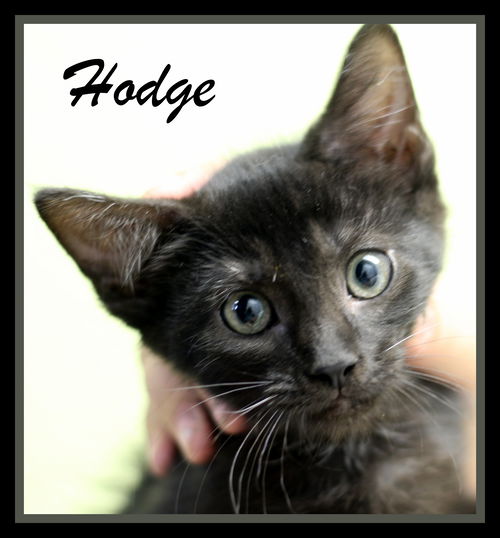 Hodge