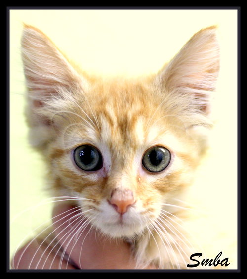 Simba