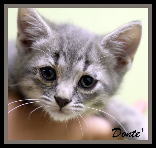 Donte'