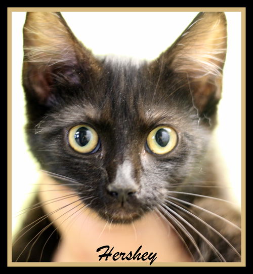 Hershey