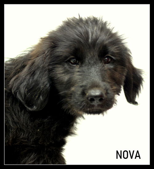 Nova