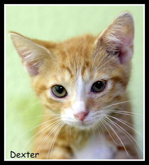 Dexter