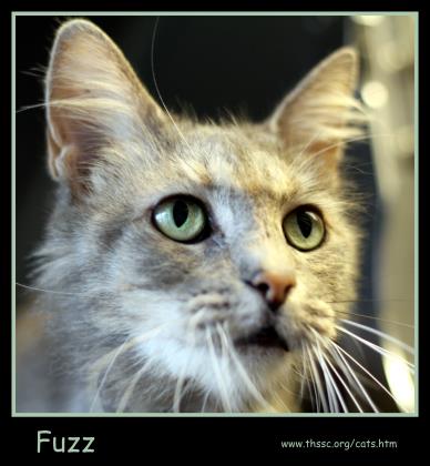 Fuzz
