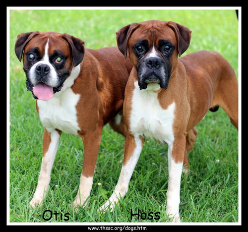 Otis & Hoss
