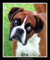 Otis & Hoss