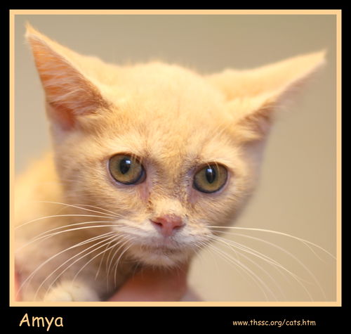 Amya