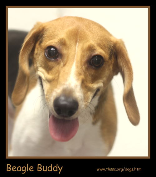 Beagle Buddy