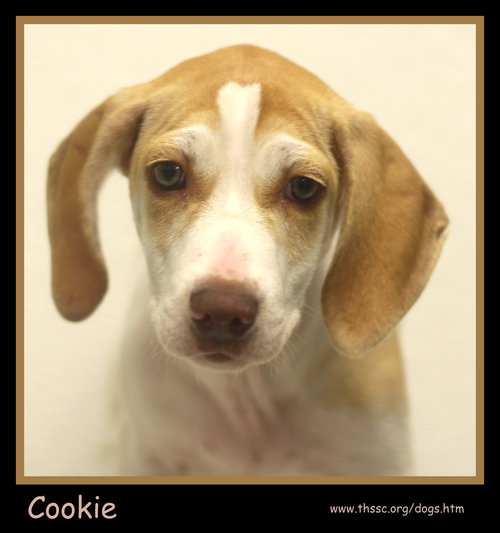 Cookie