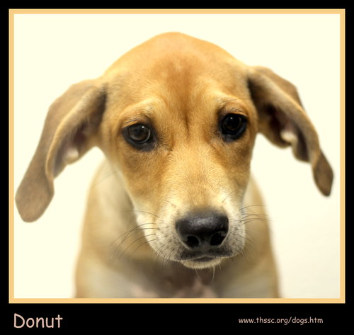 Donut
