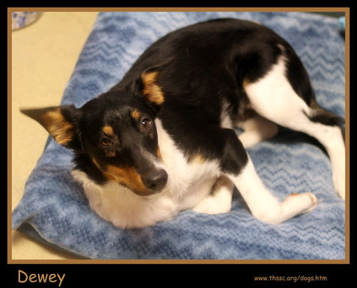Dewey