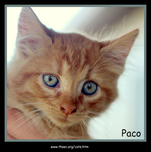 Paco