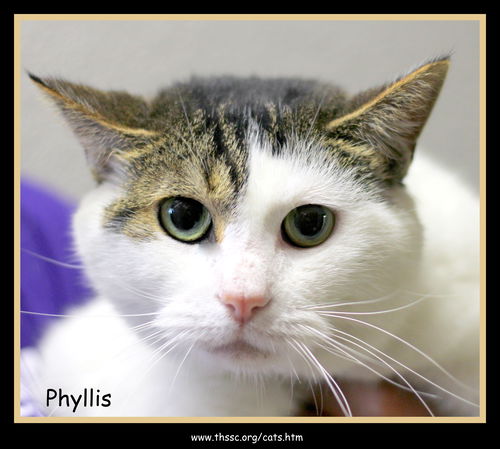 Phyllis