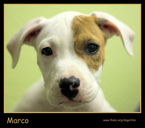 Marco