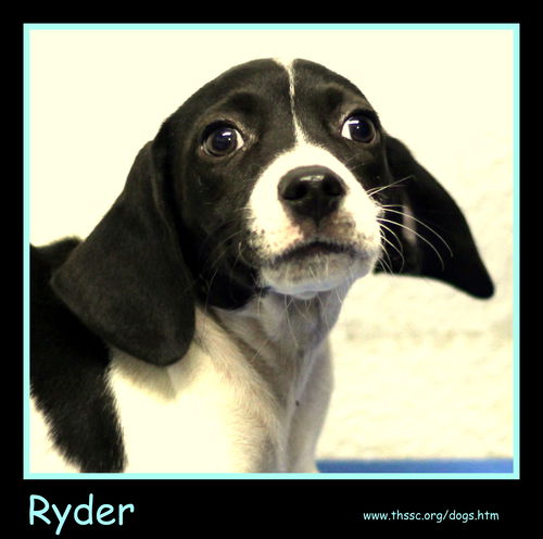 Ryder