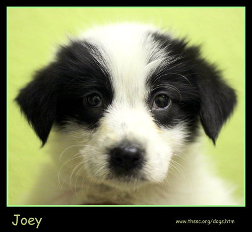 Joey