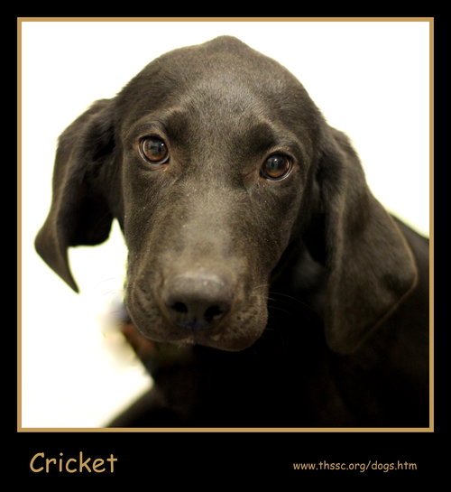 Cricket