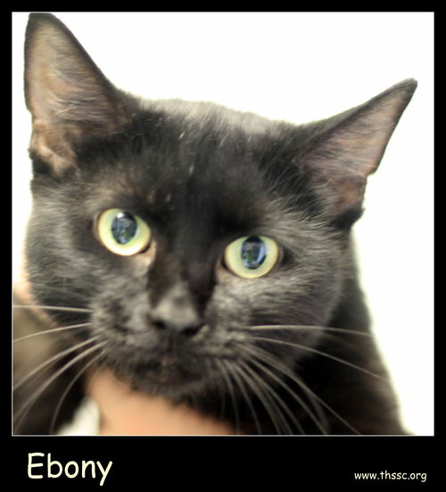 Ebony