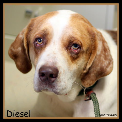 Diesel