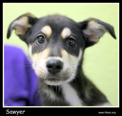 Sawyer