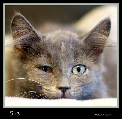 Sue