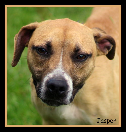 Jasper
