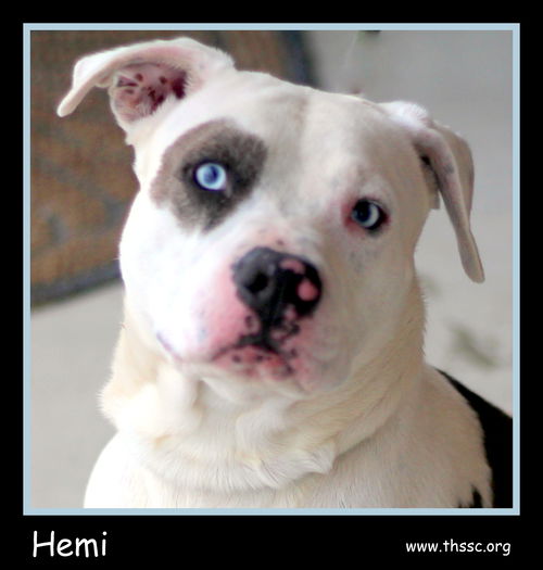 Hemi
