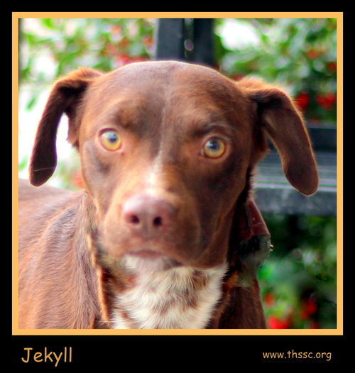 Jekyll
