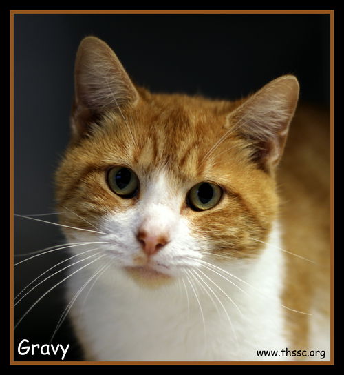 Gravy