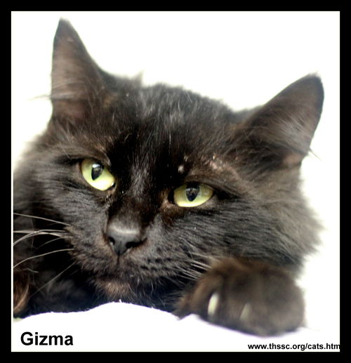 Gizma